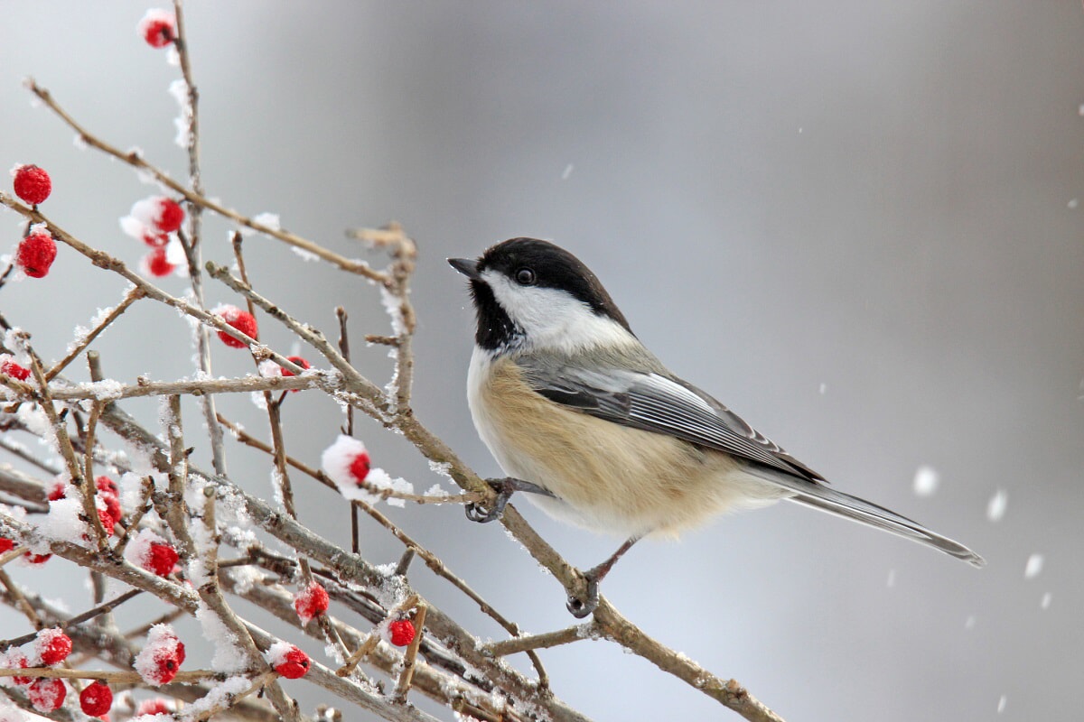 Bird on Winter Branch